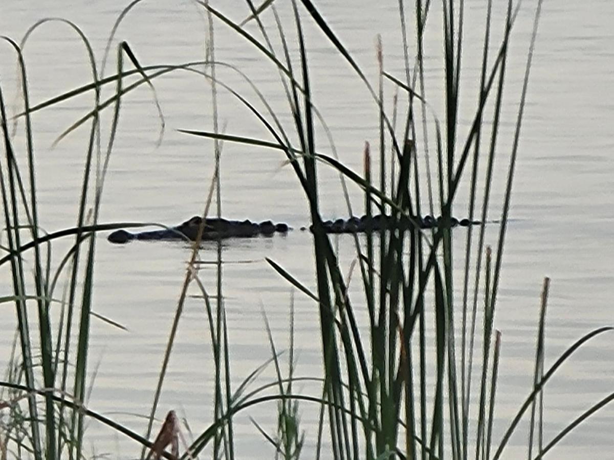 Camp St. Cabanas Unit 2 On Lake Dora Tavares Εξωτερικό φωτογραφία
